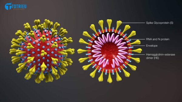 Cross-sectional model of a coronavirus