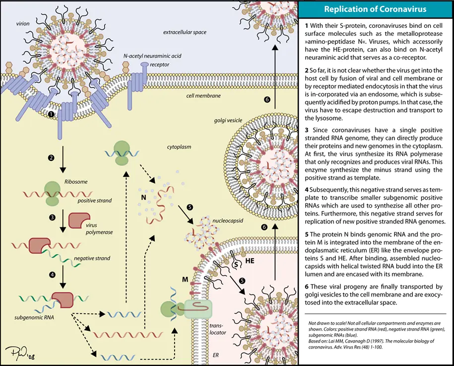 Sự nhân lên của một hạt coronavirus.