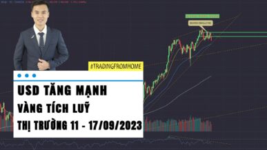 USD tăng mạnh - Vàng tích luỹ - Thị trường tuần 37 - 2023 (11 - 17/09)